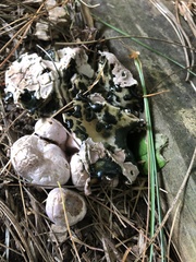 Phallogaster saccatus