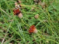 Thelesperma ambiguum