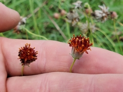 Thelesperma ambiguum