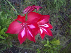 Gladiolus sempervirens