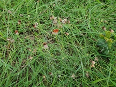 Thelesperma ambiguum