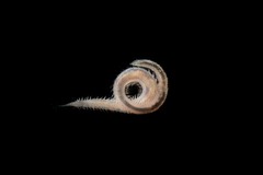 Glyceridae