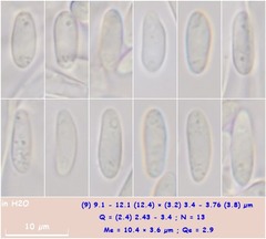 Hymenoscyphus imberbis