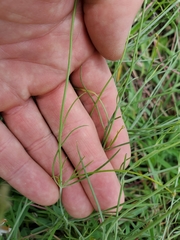 Thelesperma ambiguum