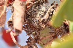 Rhaphigaster nebulosa