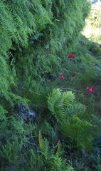 Gladiolus sempervirens