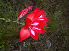 Gladiolus sempervirens