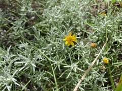 Thymophylla tephroleuca