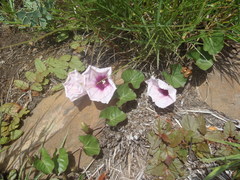 Ipomoea bathycolpos