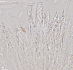 Hymenoscyphus imberbis