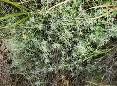 Thymophylla tephroleuca