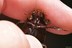 Dytiscus semisulcatus