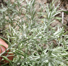 Thymophylla tephroleuca