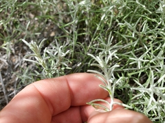 Thymophylla tephroleuca