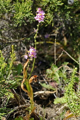Ixia scillaris scillaris