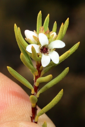 Acmadenia wittebergensis