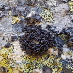 Cornicularia normoerica