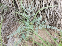 Erythrostemon caudatus