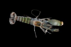 Alpheus parvirostris