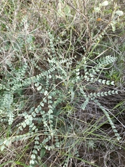 Erythrostemon caudatus