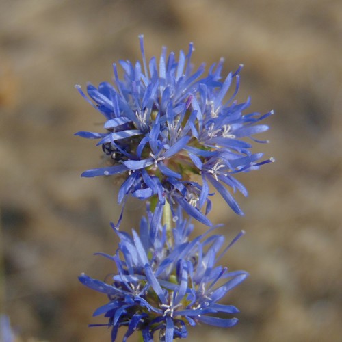 Pavinec horský (Jasione montana)