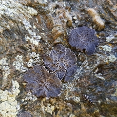 Umbilicaria decussata