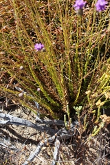 Pseudoselago similis