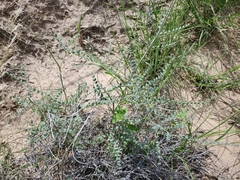 Erythrostemon caudatus