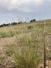Muhlenbergia montana