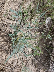 Erythrostemon caudatus