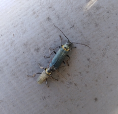 Chauliognathus magellanicus