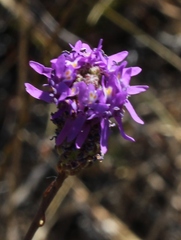 Pseudoselago similis