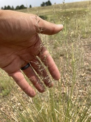 Muhlenbergia montana