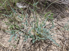 Erythrostemon caudatus