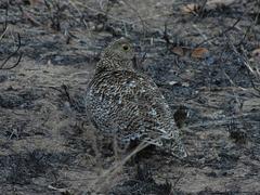 Pterocles bicinctus multicolor