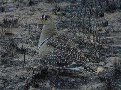 Pterocles bicinctus multicolor