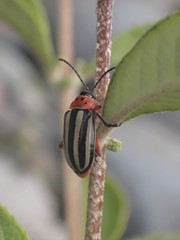 Disonycha latiovittata