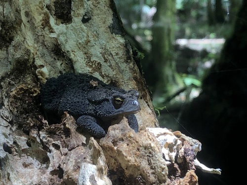 Southern Toad, photo 3 of 10