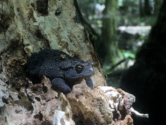 Southern Toad photo 3