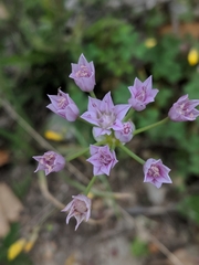 Allium drummondii
