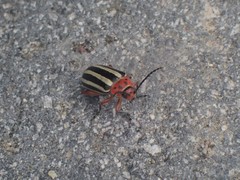 Disonycha latiovittata