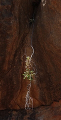 Teedia lucida