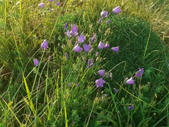 Campanula martinii
