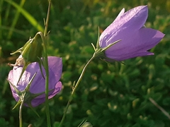 Campanula martinii