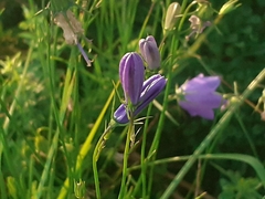 Campanula martinii
