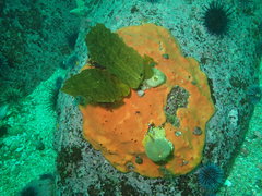 Acarnus erithacus