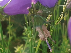 Campanula martinii