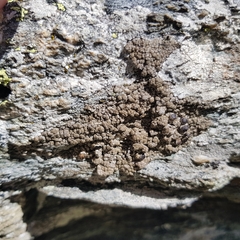 Protoparmelia badia