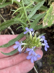 Palmerella debilis serrata