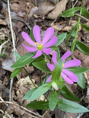 Sabatia capitata
